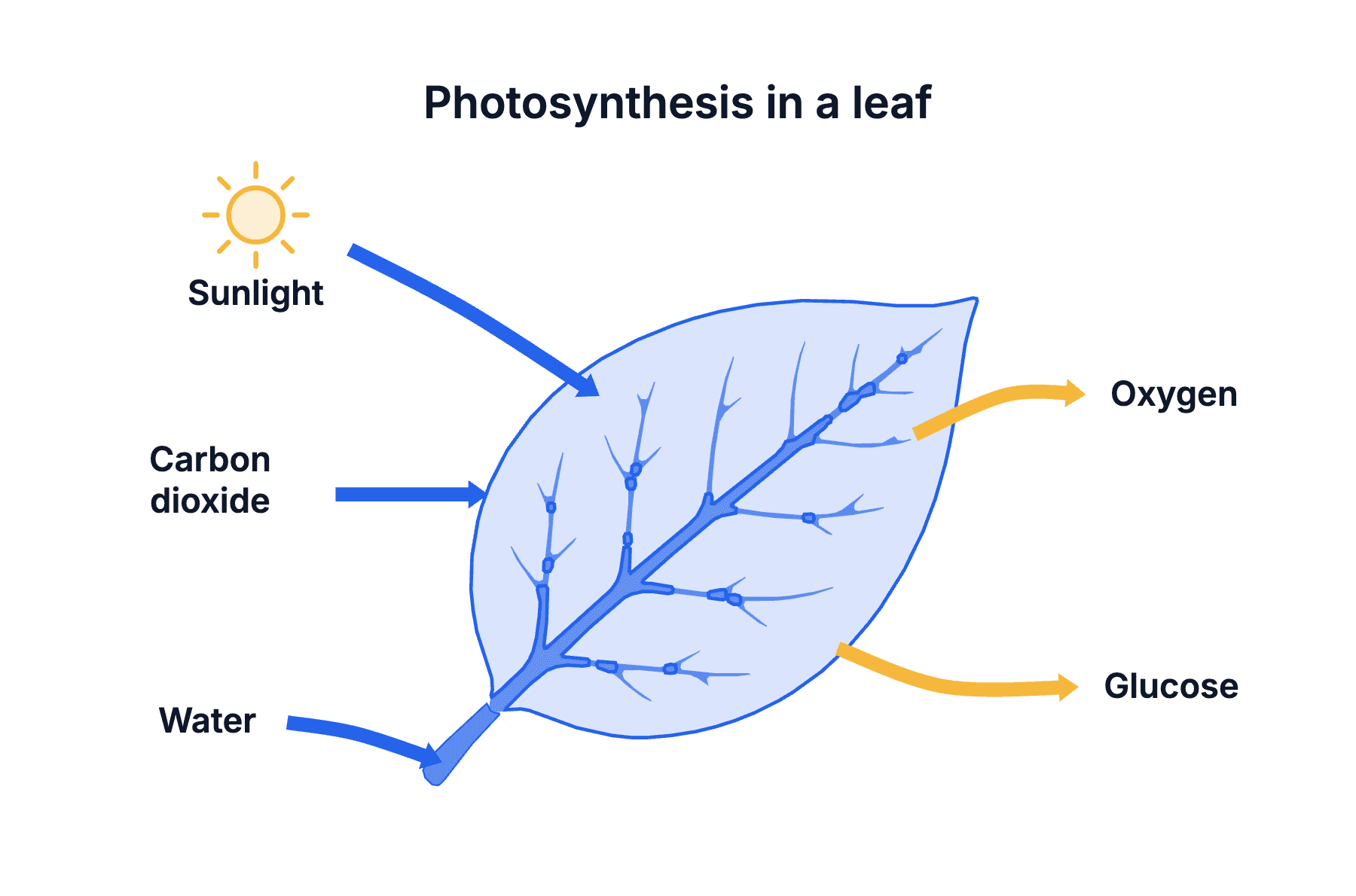 Sunlight, carbon dioxide and water go into a leaf; oxygen and glucose come out.